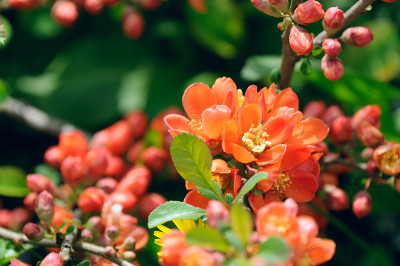 日本木瓜(木瓜)花在灌木在春天