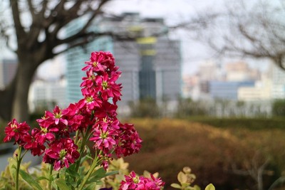 Matthiola incana花