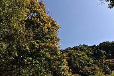 米诺森林公园