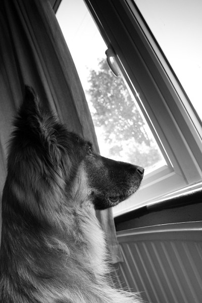 往窗外看的德国牧羊犬