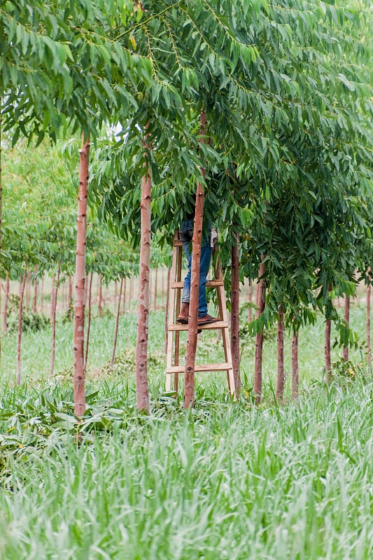 当地人在巴拉圭科罗奈尔博加多镇附近的桉树种植园工作