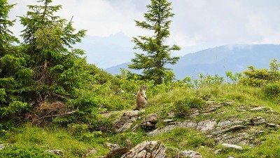 山里的野生土拨鼠