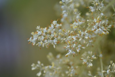 格里菲斯的白蜡树(Fraxinus griffithii)花。