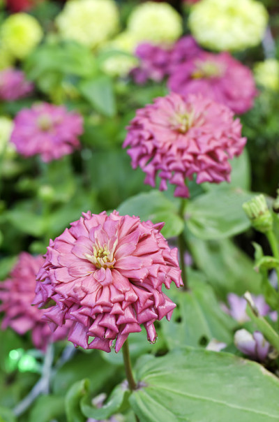 粉色zinnia花