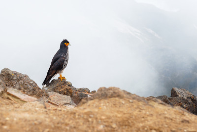 Caracara, Pichincha火山，厄瓜多尔