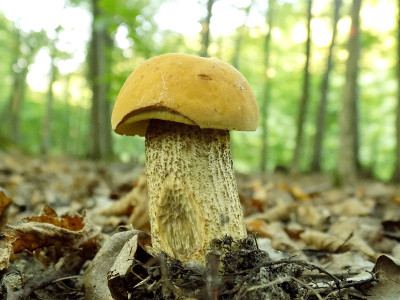 蘑菇Leccinum griseum