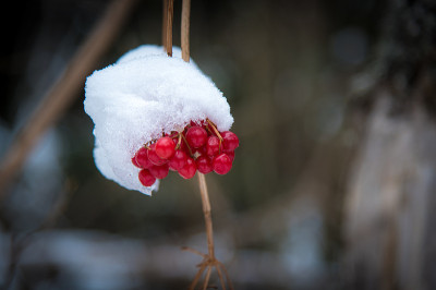 白雪覆盖着红色果实的森林灌木