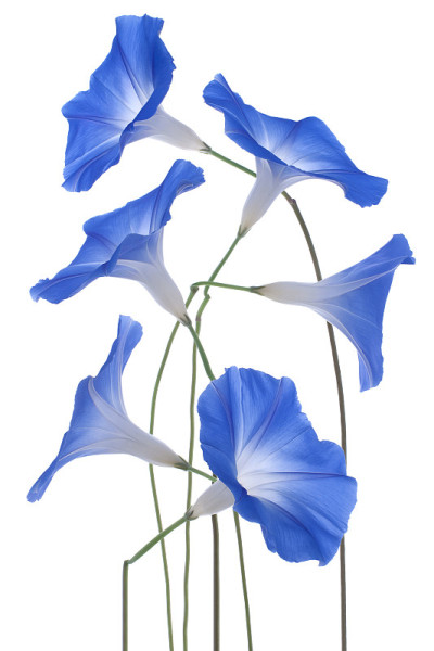 牵牛花