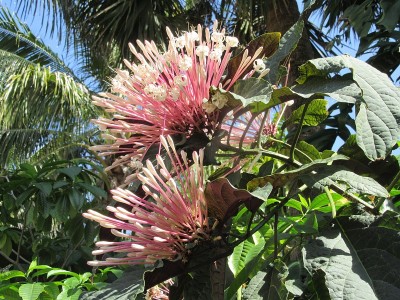 恒星爆发花