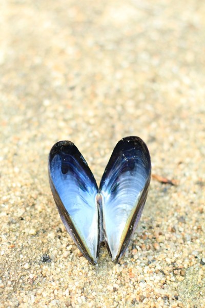 海贝的爱
