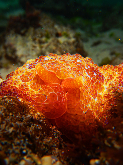 海蜗牛