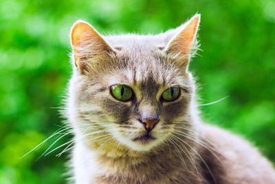 一只长着胡子的灰猫的肖像