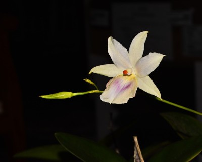 美丽的兰花