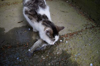 猫吃活鱼。鱼捕捉。喂猫鱼。