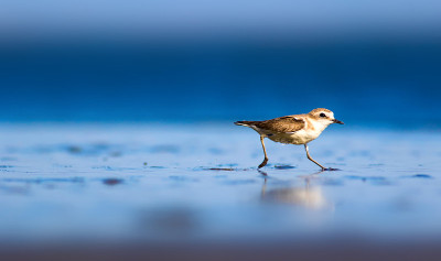 可爱的小水鸟。自然背景。常见的水鸟:肯特鸻。Charadrius alexandrinus。