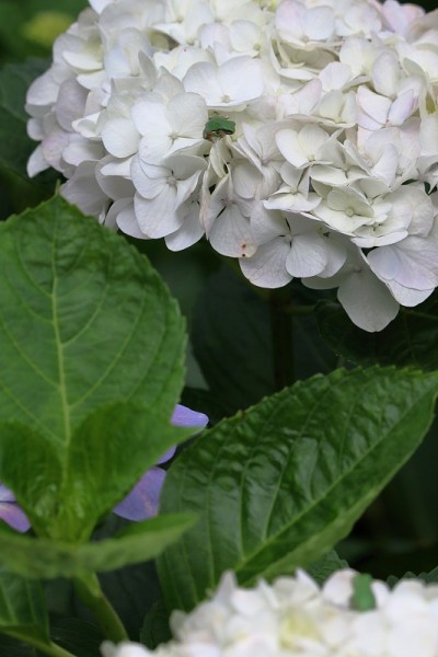 日本树蛙，偶遇绣球花(高知县野一绣球路)
