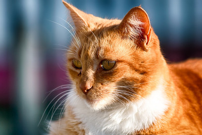 街猫