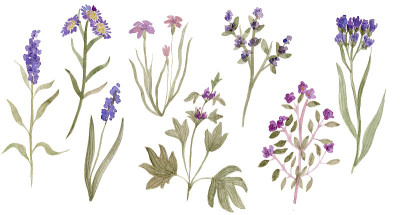 草地，森林，野生草本植物。水彩插图。