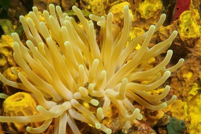加勒比海的巨型海葵