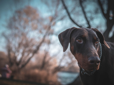 杜宾犬