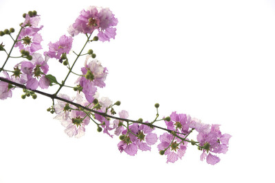 紫薇或沙劳花