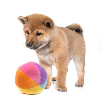 小狗柴犬