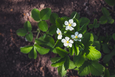 花园里的草莓花。