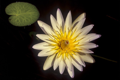 Waterlilly、博茨瓦纳、非洲