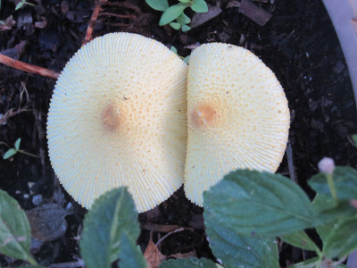 野生蘑菇