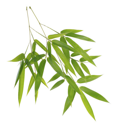 绿叶孤立在白色的背景上