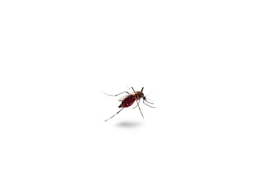 蚊虫是疟疾、登革热脑炎、寨卡病毒的主要传播媒介
