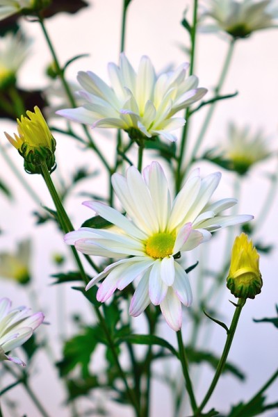 玛格丽特花
