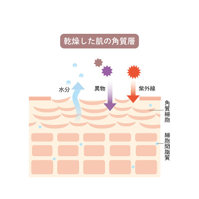 皮肤角质层，皮肤结构，皮肤图，美容