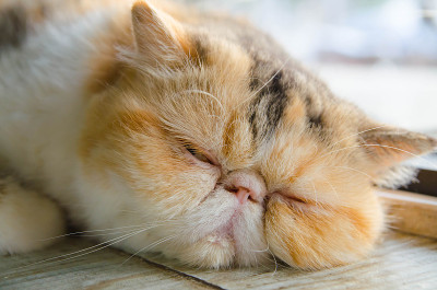 外来的短毛猫在睡觉