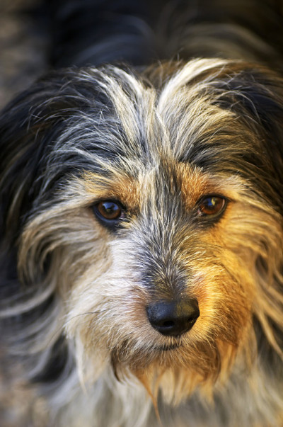 狗