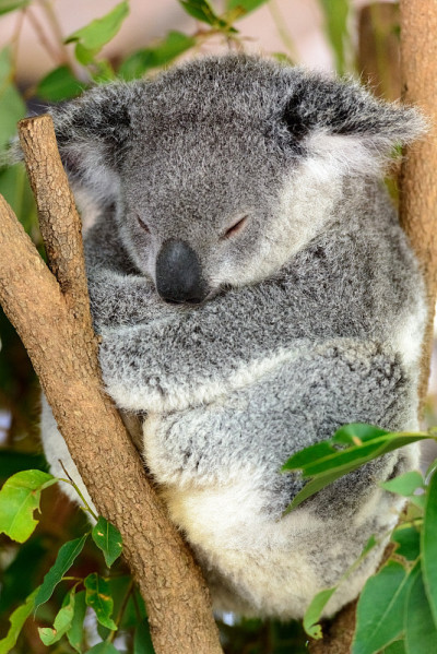 沉睡的考拉