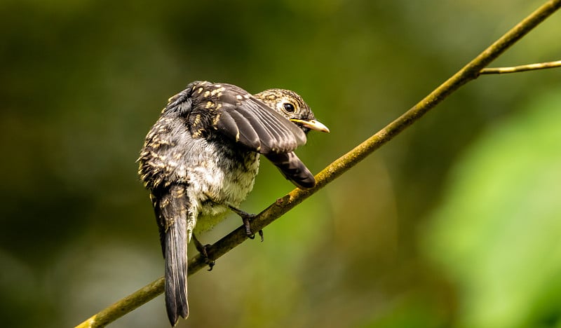 赭石襟Antpitta