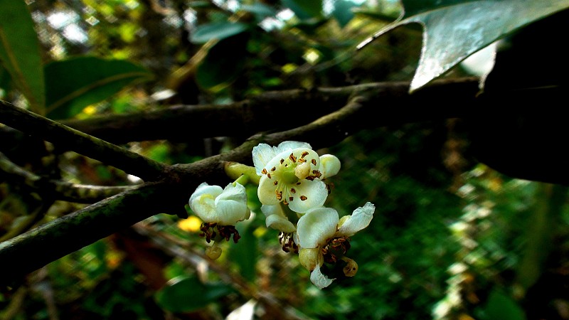 植物花卡洛菲勒姆巴西凸轮 - 瓜南迪