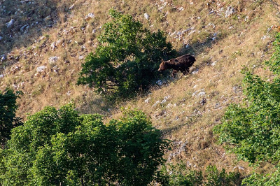 - arctos marsicanus - Abruzzo，意大利