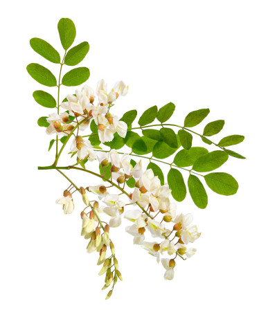 刺槐或刺槐的花。孤立。