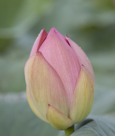 莲花