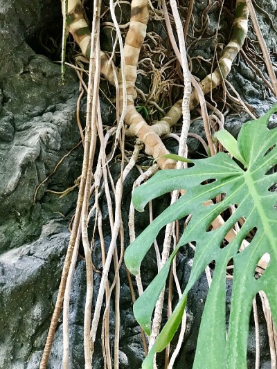 树根在岩石上