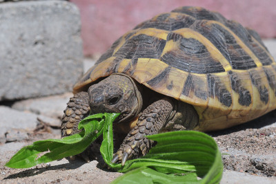 testudo hermanni turtle先生