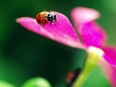 瓢虫爬花。