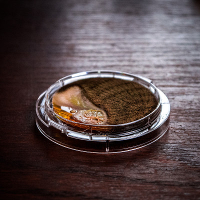 细菌的形状