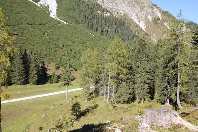 高山森林，有落叶松和云杉