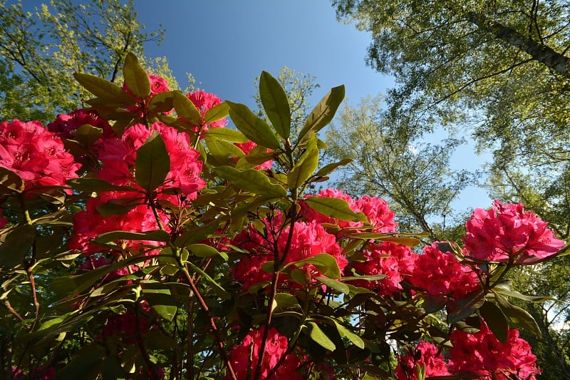 柏林春花，德国