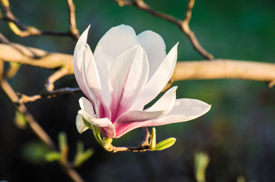 玉兰花在阳光下开花