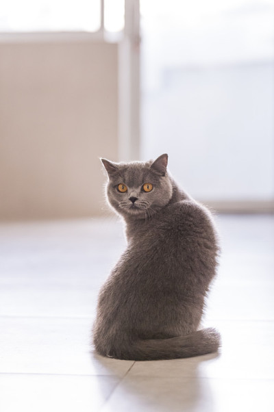 英国短毛猫，室内射击