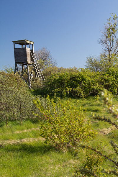 绿色的草。在Rügen，粉笔悬崖，海滩，海岸和沐浴胜地宾兹度过美好时光。